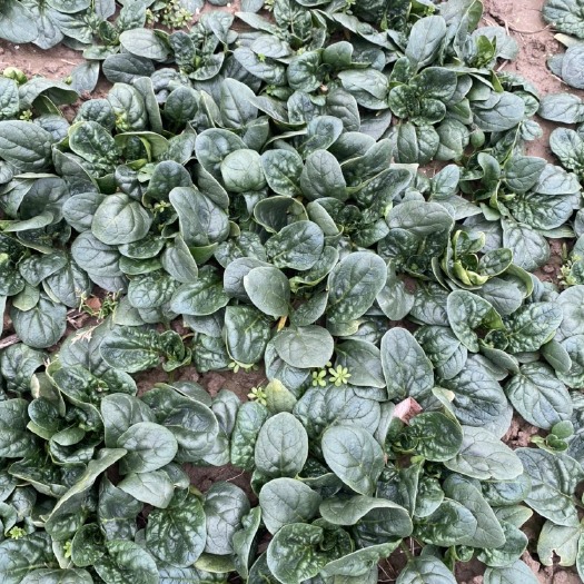 启东市地趴菠菜 大量趴地菠菜准备出货