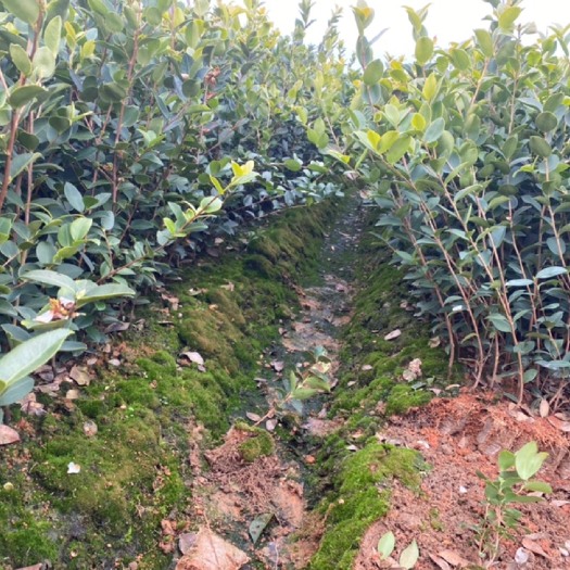 丰城市油茶树苗 大量批发出售自家种植的油茶苗，有一年，两年，三年苗