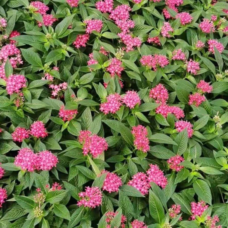 蓝星花 繁星花，一手货源，基地直销，大量供应