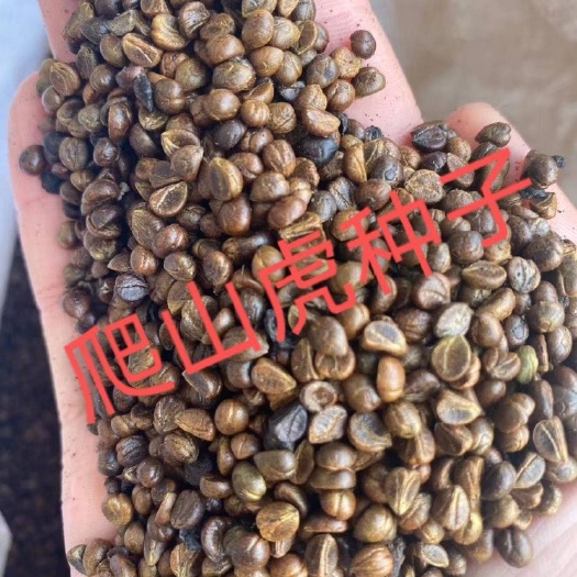 泊头市 爬山虎种子