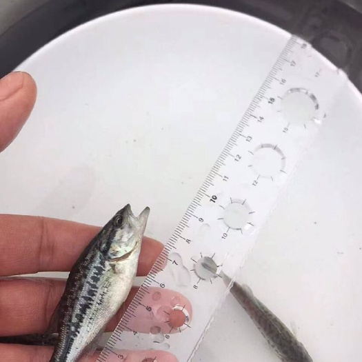 富顺县加州鲈鱼苗  3  加州鲈鱼，