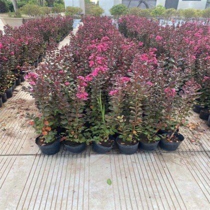 青州市 红花紫薇，一手货源。基地直销，大量供应