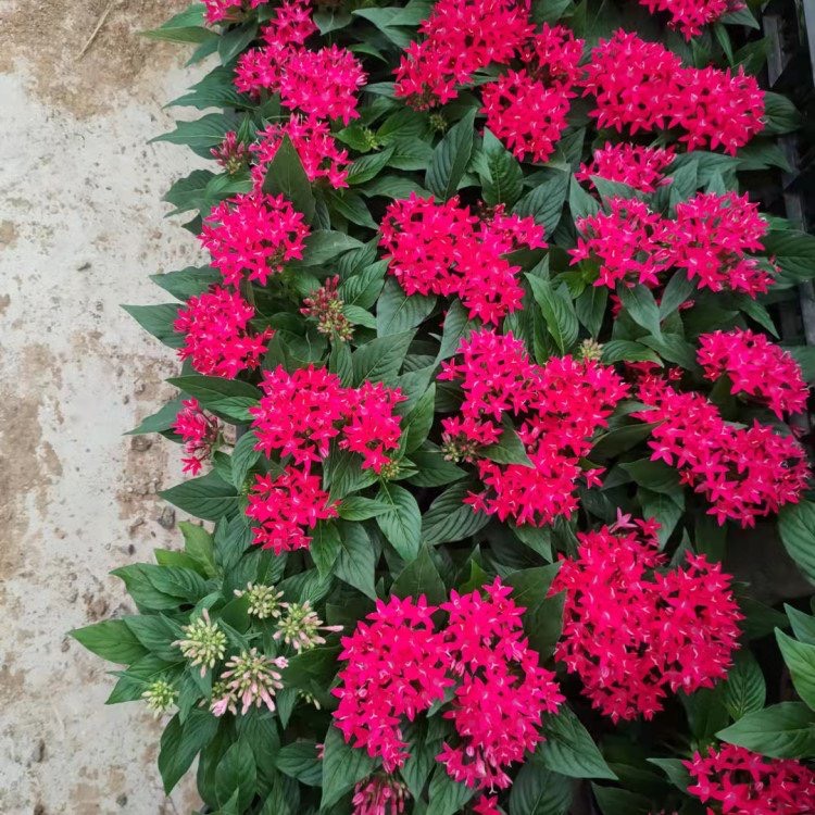 蓝星花 繁星花，一手货源，基地直销，大量供应