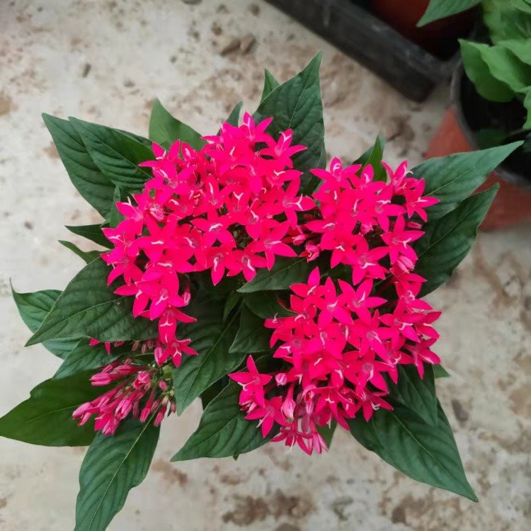 蓝星花 繁星花，一手货源，基地直销，大量供应