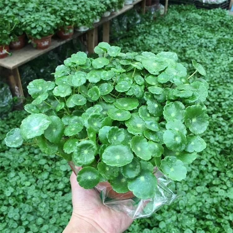 青州市铜钱草盆栽 铜钱草，一手货源，基地直销，大量供应