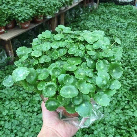 铜钱草盆栽 铜钱草，一手货源，基地直销，大量供应