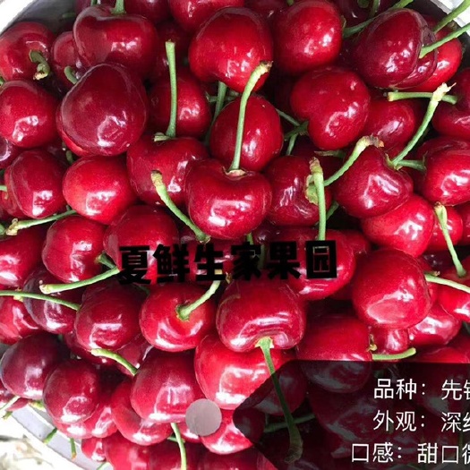 青州市先锋樱桃 山东露天先锋大樱桃，自家种植自然成熟