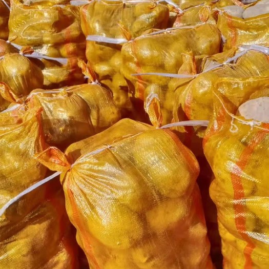定西黄心土豆 定西土豆大量批发、定西土豆万亩种植基地、定西土豆大量批发