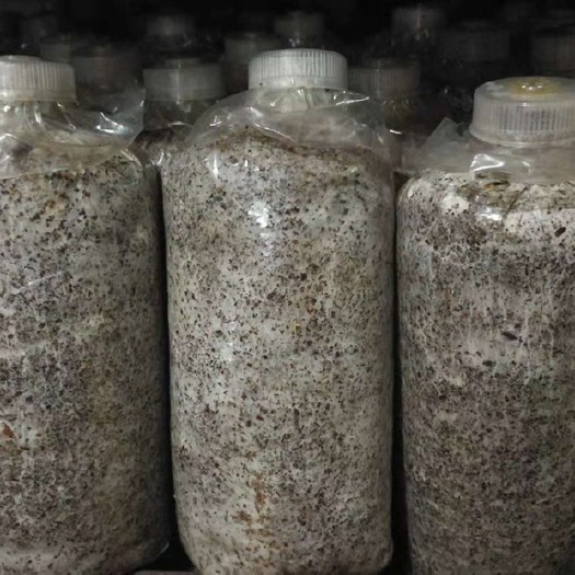 洋县 高产茯苓菌种、结苓快、膨胀系数大