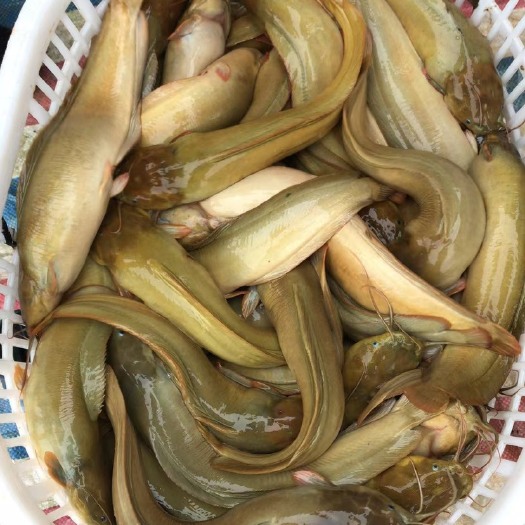 广州本地塘鲺 塘鲺