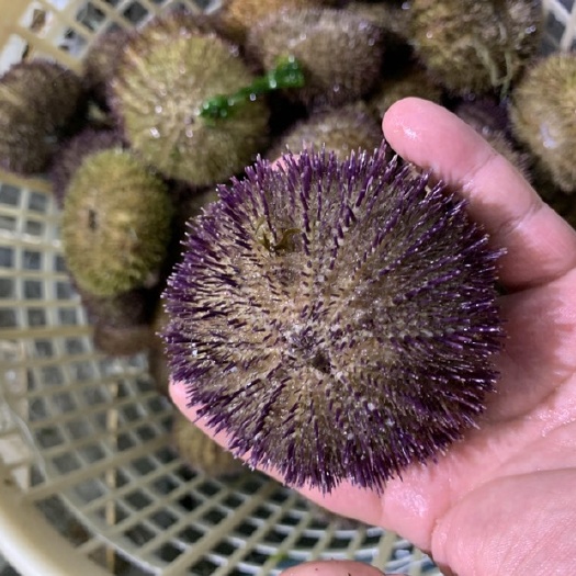大连海胆 黄金马粪胆