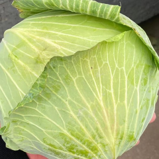 菏泽京丰一号甘蓝 《平包菜》优质京丰一号！大量供应 产地批发