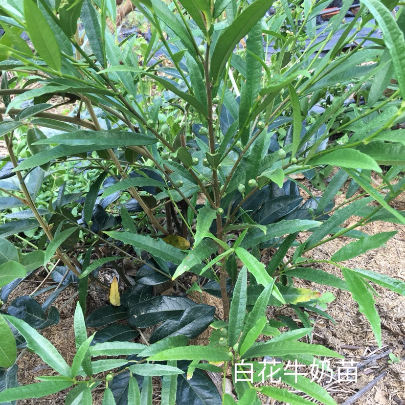 白花牛奶苗，2年袋苗，免费提供种植技巧，包回收。