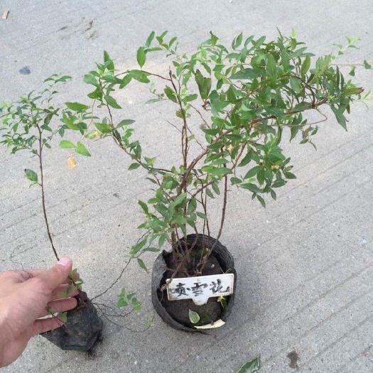 青州市 线叶绣线菊，一手货源，基地直销，大量供应