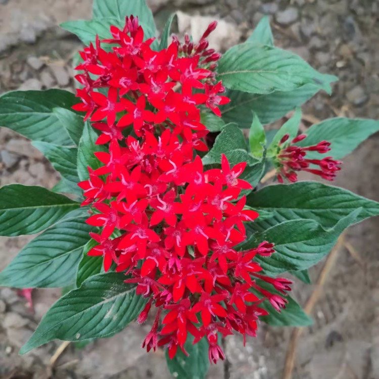 蓝星花 繁星花，一手货源，基地直销，大量供应
