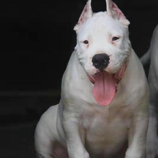嘉祥县 杜高犬