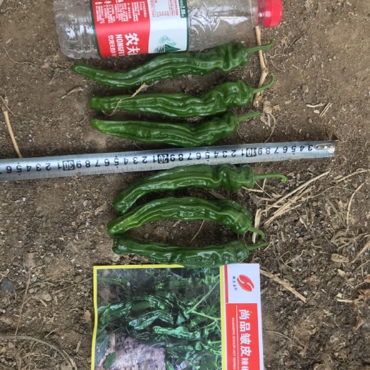 临沂薄皮辣椒种子 香辣小皱皮辣椒种植基地合作社专用品种