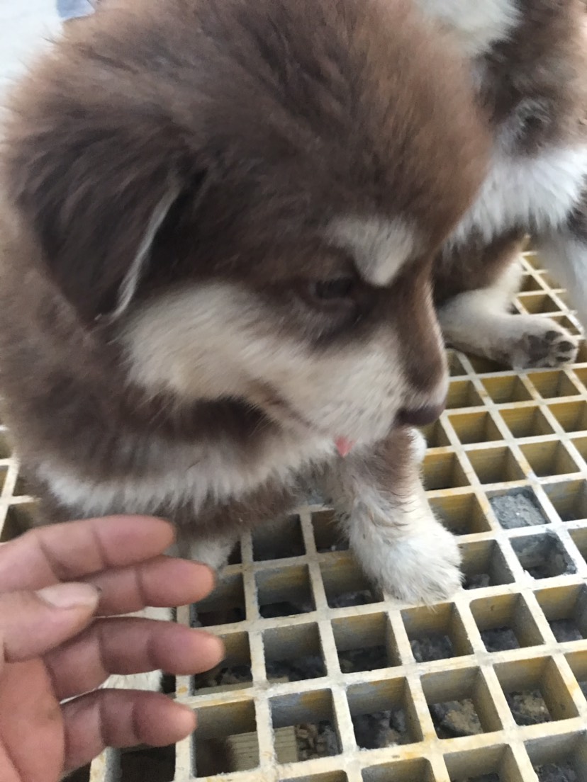 阿拉斯加犬，大型犬种！