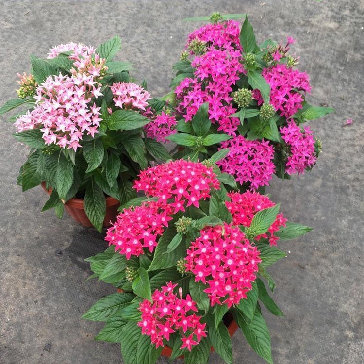 青州市草花 五星花，一手货源，基地直销，大量供应