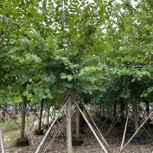 宫粉紫荆基地大量现货供应