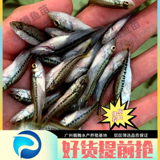 广州淡水鲈鱼 大口黑鲈 现货批发 价格优惠 质量保证技术支持