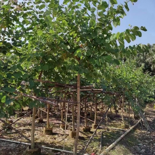 红花紫荆基地大量现货供应