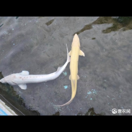 临朐县鲟鱼 最有灵性的鱼，等待有缘人