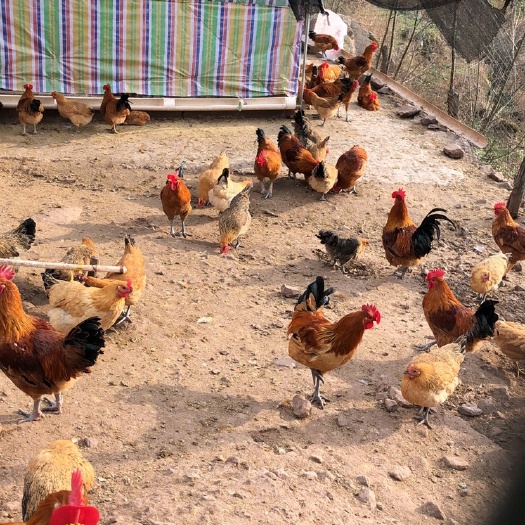万源市山鸡 红瑶