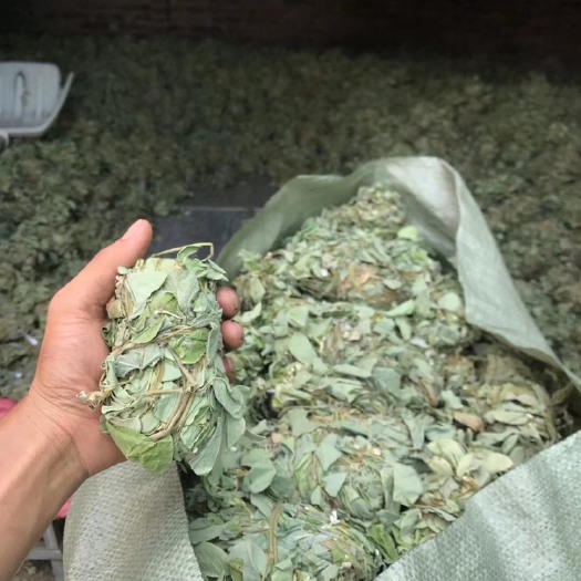 广金钱草小扎 大叶 烘干 颜色味道具全