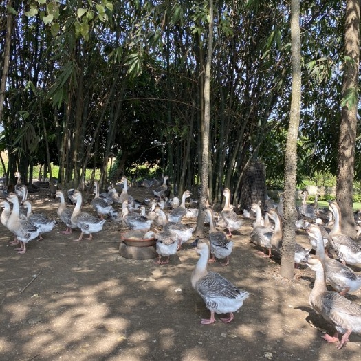 潮州正宗潮州狮头鹅，半散养，这批鹅非常的大个漂亮，整批去价格可谈
