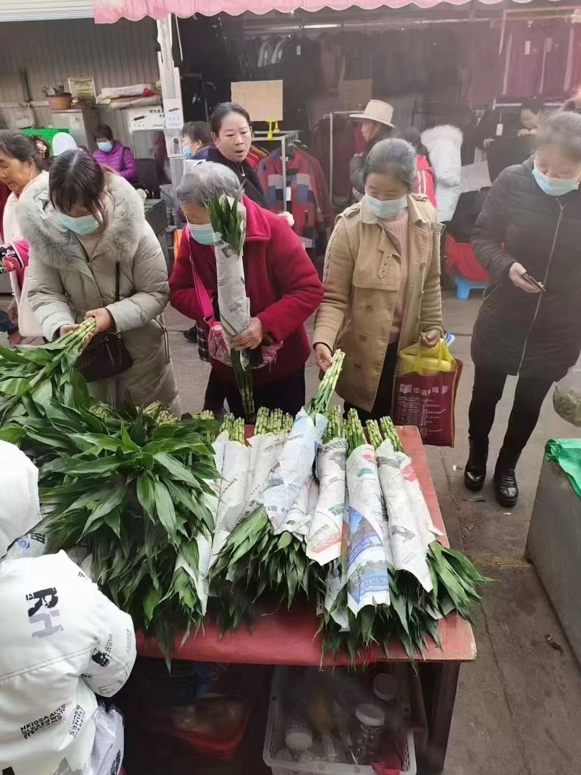 海南富贵竹  一手货源   基地直发全国