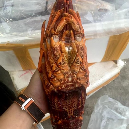 上海澳洲龙虾