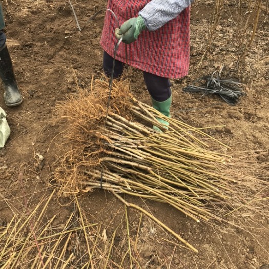 连平县鹰嘴蜜桃苗正宗优质连平鹰嘴桃苗水蜜桃嫁接苗原产地苗圃基地直供