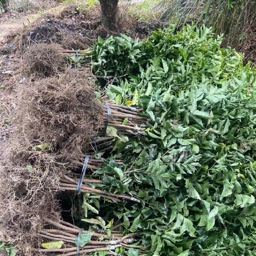 浦北县贵妃黄皮果苗 黑黄皮，紫色黄皮，贵妃黄皮，鸡心黄皮苗，大量有货