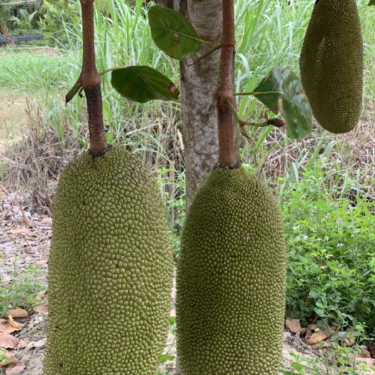 白沙县四季菠萝蜜苗 马来西亚一号苗