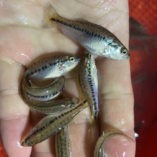 广州 优质加州鲈鱼苗淡水大规格路亚大口黑鲈
