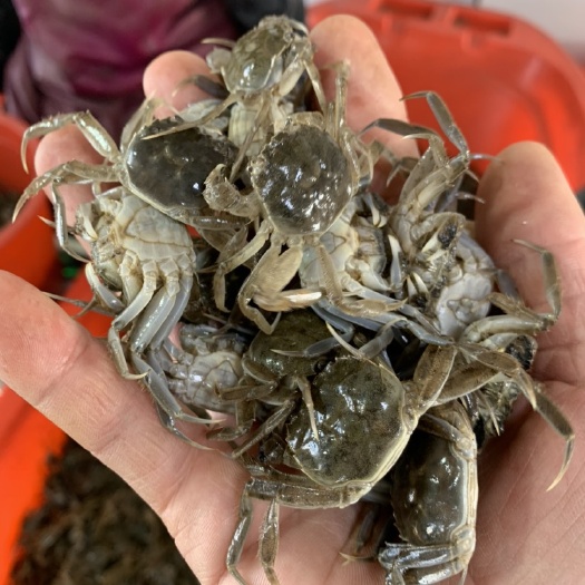 蟹苗扣蟹苗大闸蟹苗小螃蟹养殖