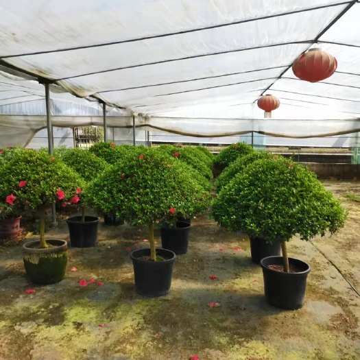漳州西洋杜鹃花 球形西洋杜鹃 造型杜鹃花 诚远绿化苗木种植基地