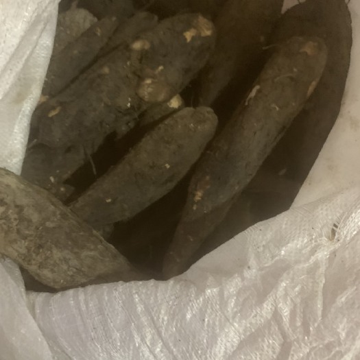 阳西县茉莉根 入地老鼠