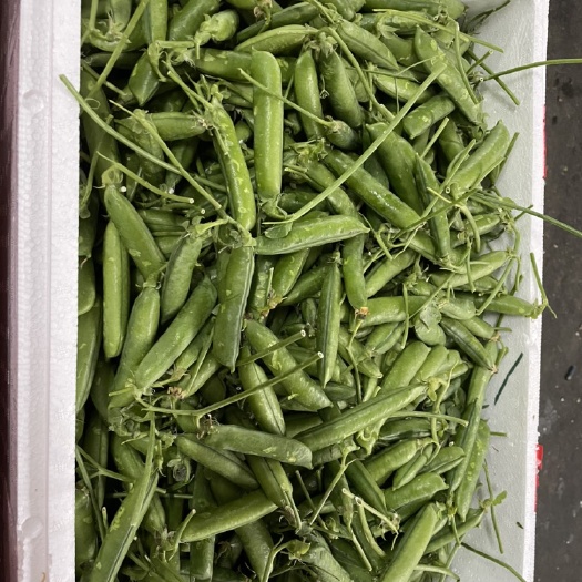长沙县豌豆荚 云南省保山市昌宁县 