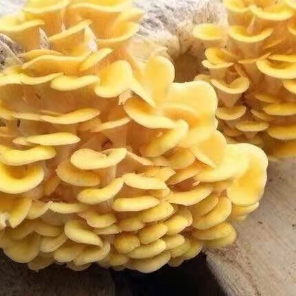 沂南县榆黄蘑菌种 榆黄蘑菌棒 熟料栽培 优质抗虫 划口即出保质保量