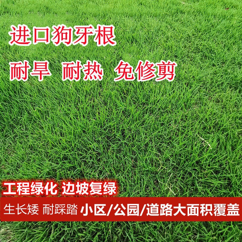 杭州狗牙根种子 狗牙根草籽草坪种子护坡固土耐热耐旱耐践踏
