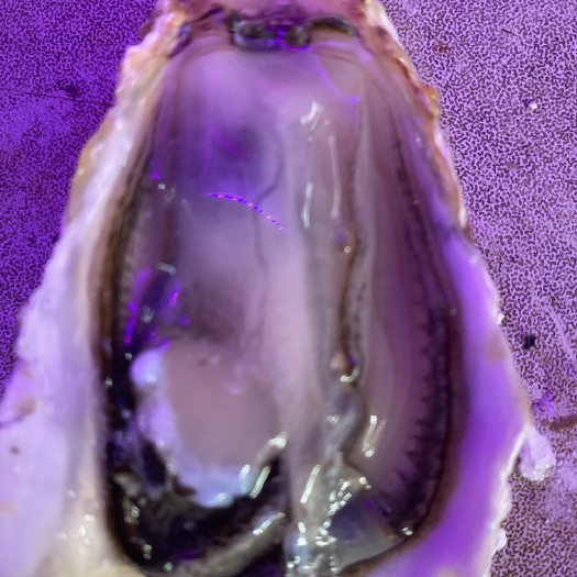 佛山三倍体生蚝 乳山生蚝豆豆、1+.1.5+.2+.2.5+.3+规格地产直