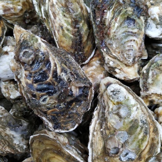 重庆市珍珠蚝 包邮中蚝3毛一个 大蚝1块一个湛江生蚝鲜活批发福建