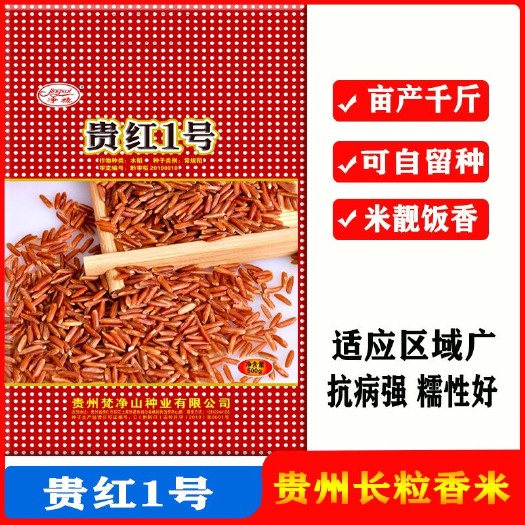 贵红1号水稻种子 贵州香红米水稻种子胭脂米种特色红米种子长粒