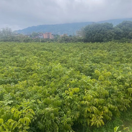 灵山县黑黄皮果苗 黑黄皮苗，鸡心苗，贵妃黄皮苗产地直销批发，价格优