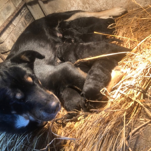 北流市罗威纳犬 罗威纳幼崽拉多金毛萌宠