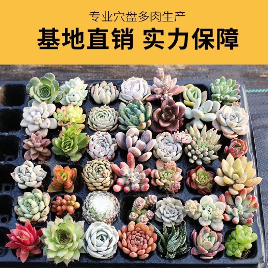 青州市多肉植物  30元30棵 30个品种 包邮到家