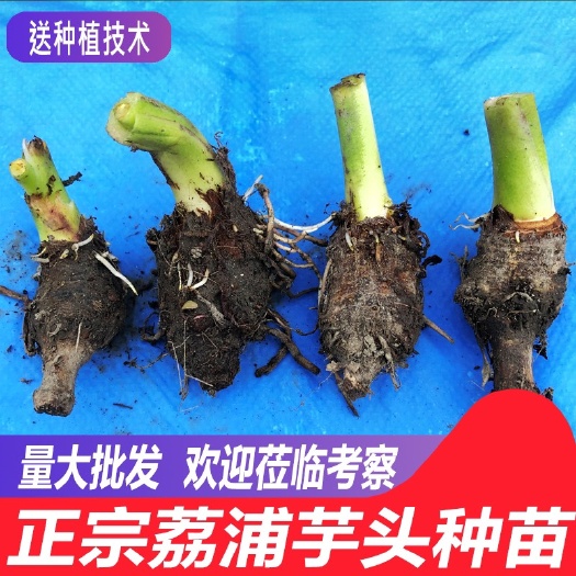 正宗荔浦芋头种子苗