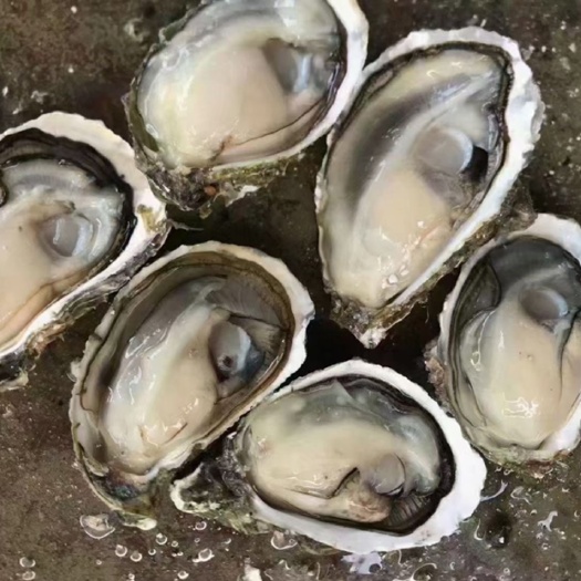 成都电白牡蛎 生蚝鲜活批发烧烤生蚝原产地直发乳山蚝二倍体